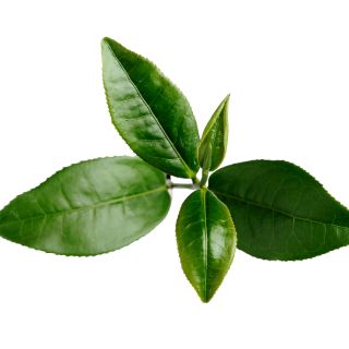 Extrakt z listů zeleného čaje